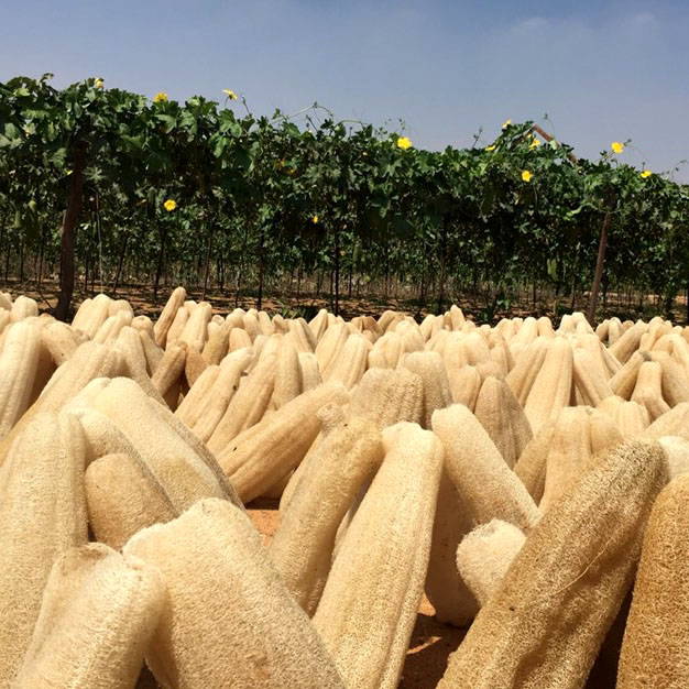 About LoofCo NatBrands